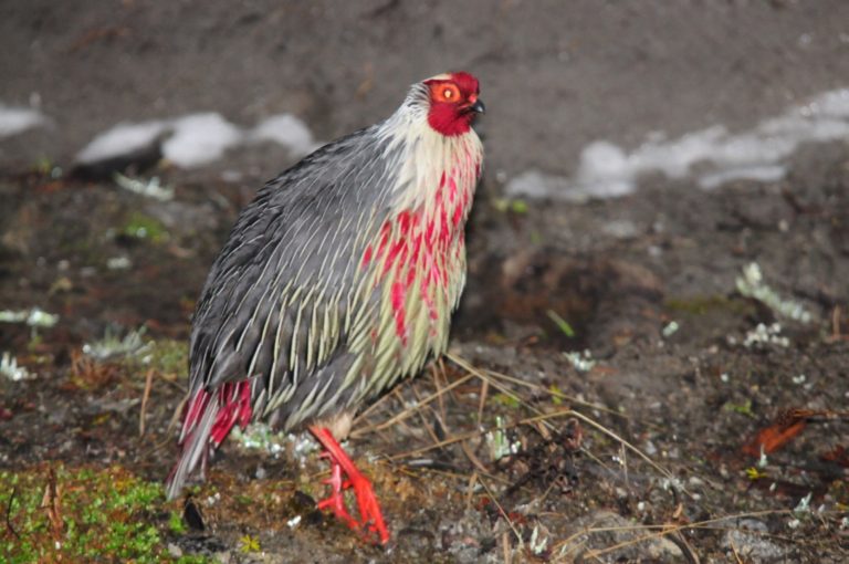 Bhutan Bird Festival