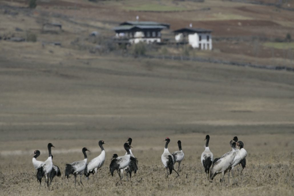 Phobjikha to Tangsibje village (Meet-the-locals).
