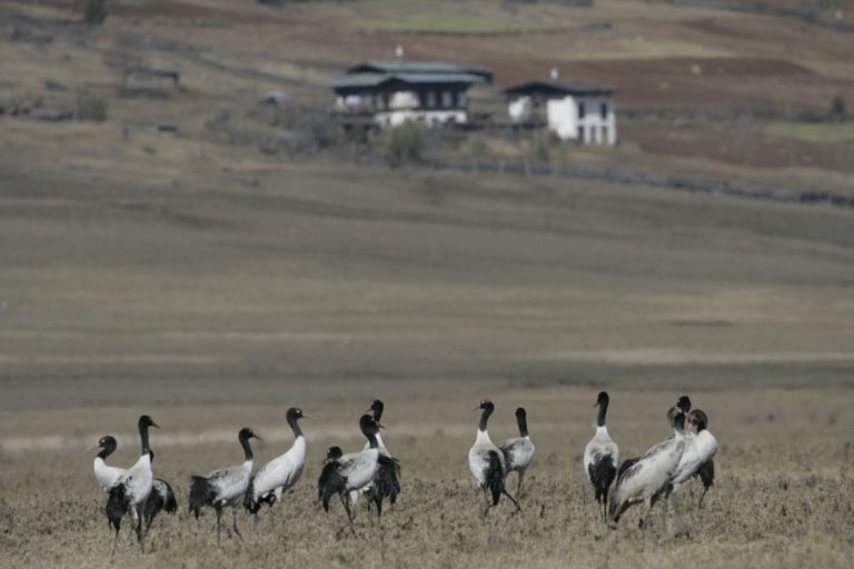 Black Necked Crane Festival