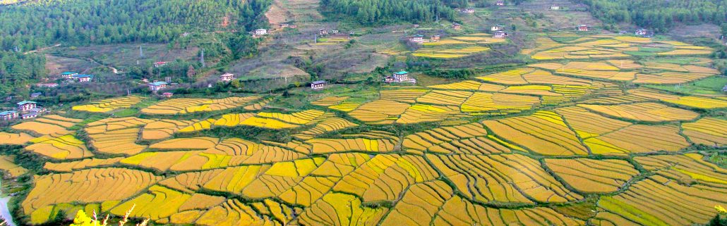 Punakha to Limbukha village